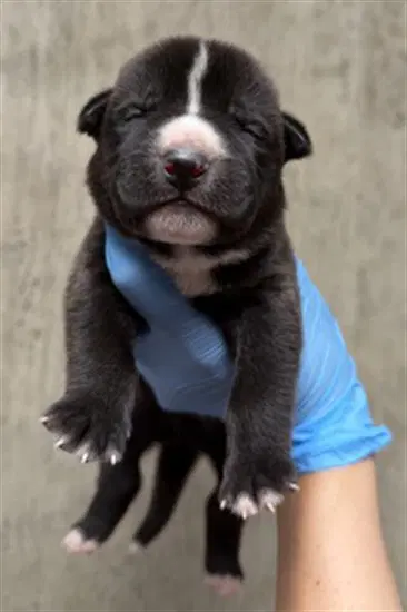 Unknown - Pit Bull Terrier