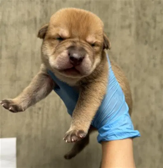 Unknown - Pit Bull Terrier
