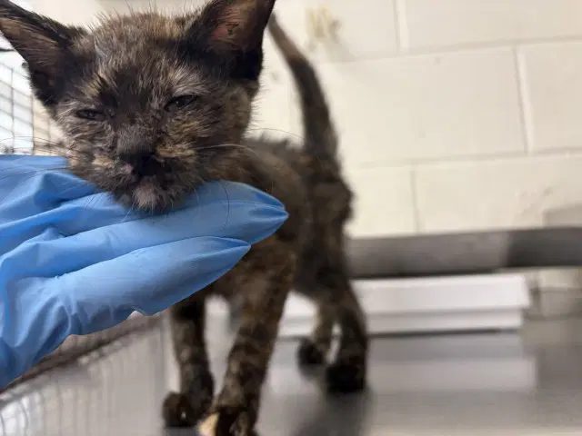 Bella - Domestic Short Hair