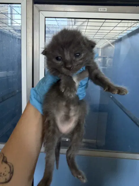 Trixie - Domestic Short Hair