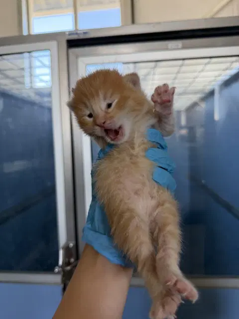 Bobbi - Domestic Short Hair