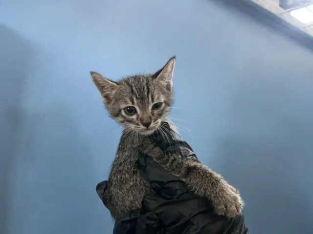 Shiloh - Domestic Short Hair
