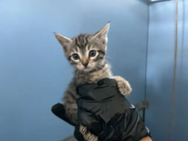 Sierra - Domestic Short Hair
