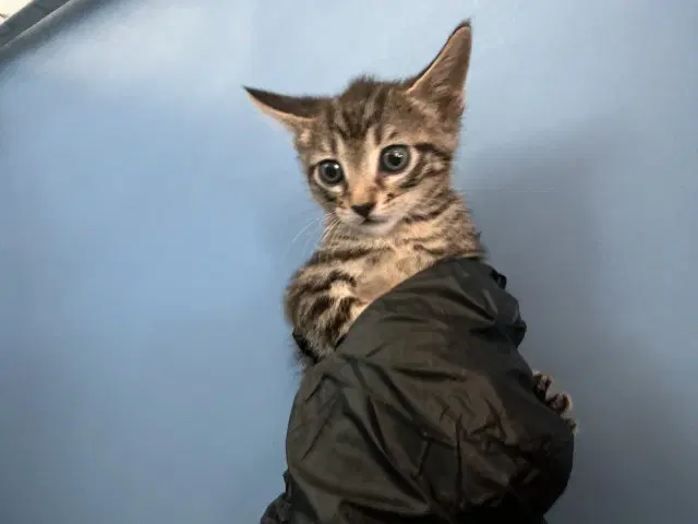 Taz - Domestic Short Hair