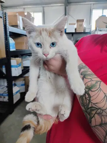Sky - Domestic Short Hair
