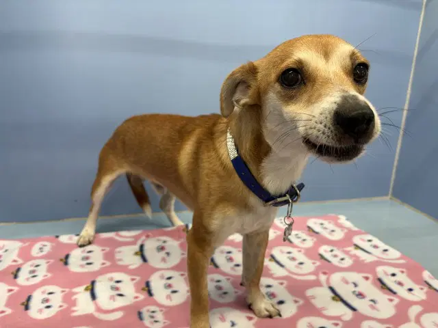 Pretty Boy - Chihuahua