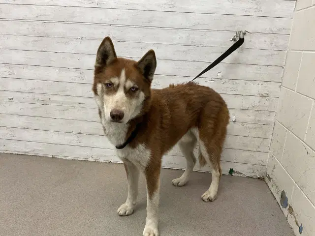 Alpha - Siberian Husky