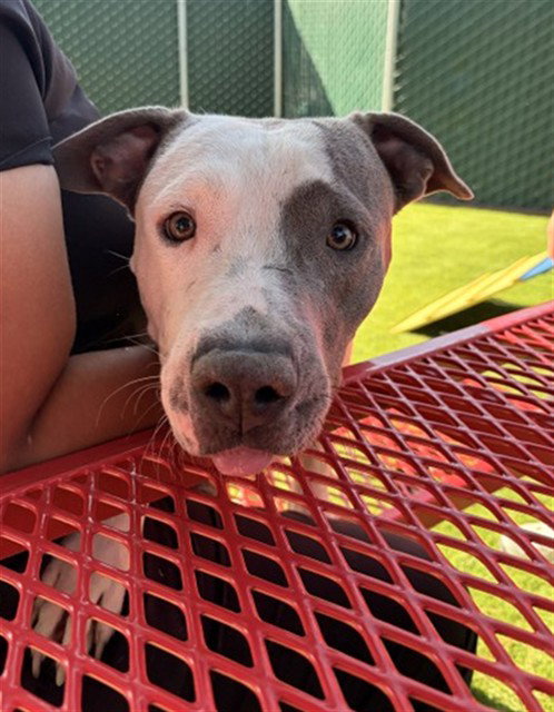 HENRY, a dog for adoption from San Bernardino City Animal Control