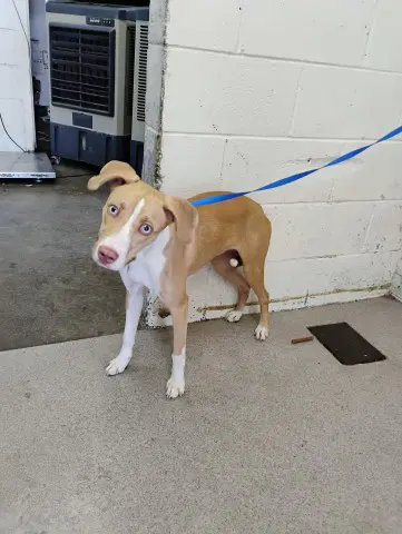 Lilly - Pit Bull Terrier