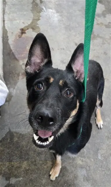 Leo - German Shepherd Dog
