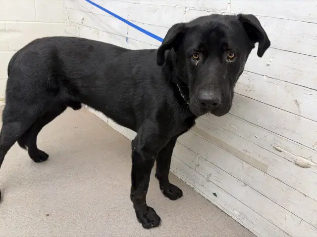 Budie - Labrador Retriever