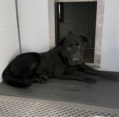 BUDIE, a dog for adoption from San Bernardino City Animal Control
