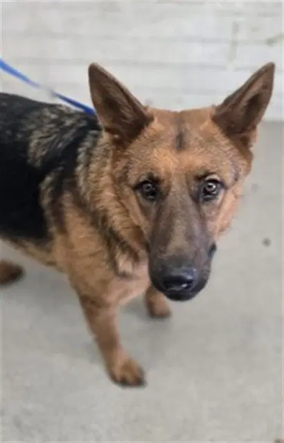 Rachel - German Shepherd Dog