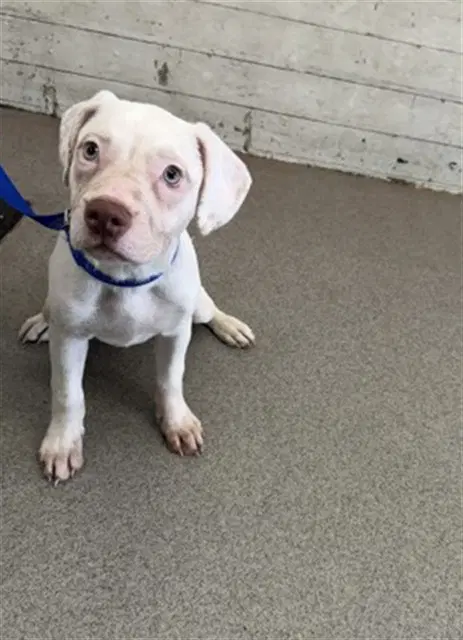 Frosty - Pit Bull Terrier