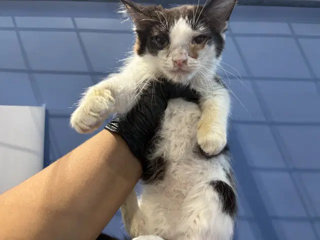 Air Potato - Domestic Medium Hair