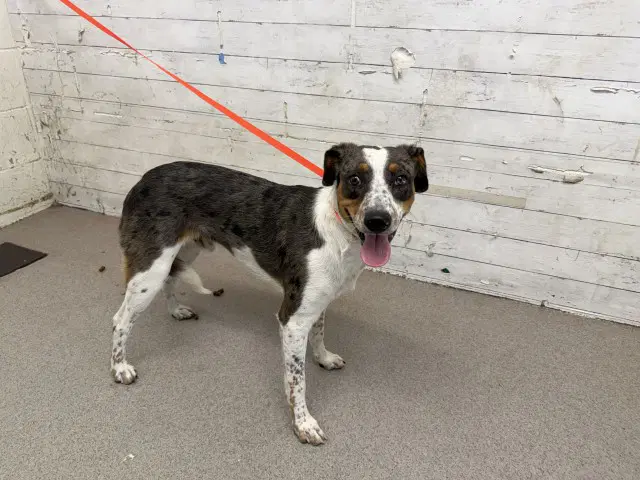 Milkyway - Australian Cattle Dog/Blue Heeler