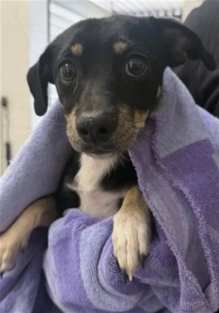 Pickle - Chihuahua