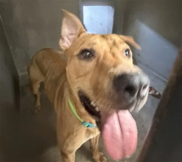 Mitch - Pit Bull Terrier