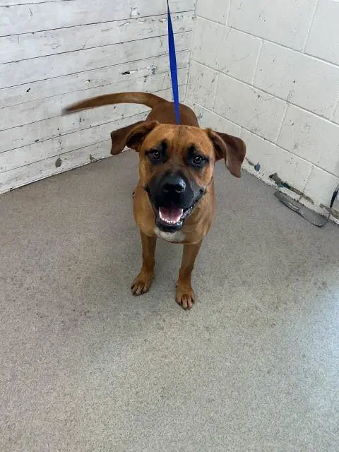 Peanut - Pit Bull Terrier