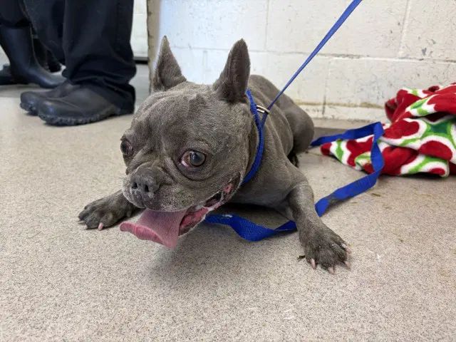 Napawleon - French Bulldog