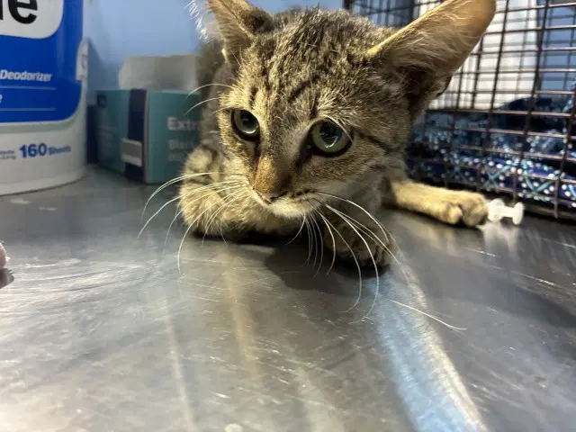 Genevieve - Domestic Short Hair