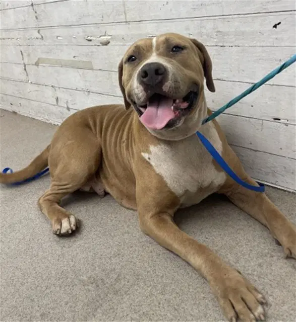 Pudding - American Pit Bull Terrier