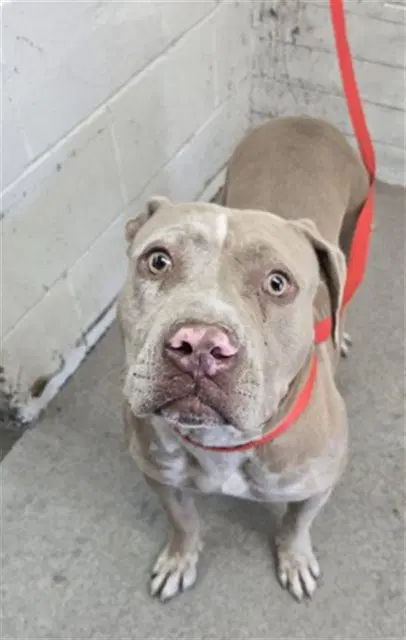 Buttercup - Pit Bull Terrier