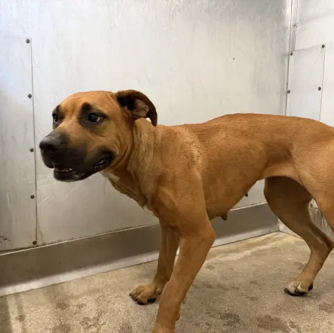 Sadie - Pit Bull Terrier