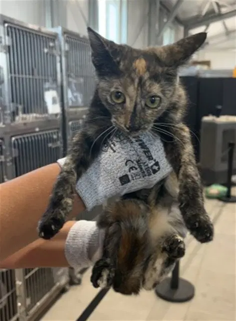 Marie Purrie - Domestic Medium Hair