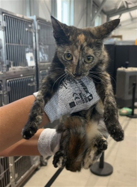 picture of the cat needing adoption