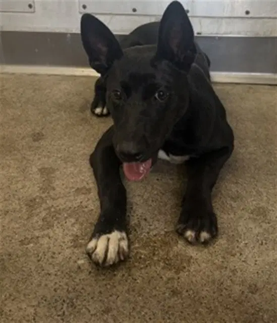 Giggles - Pit Bull Terrier