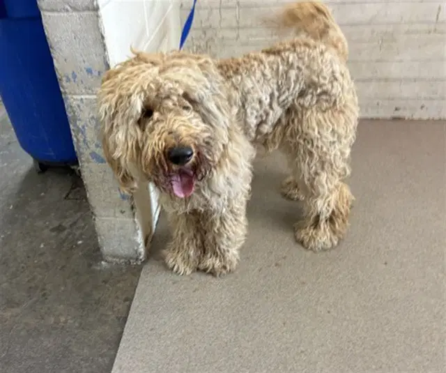 Noodle The Poodle - Poodle (Standard)