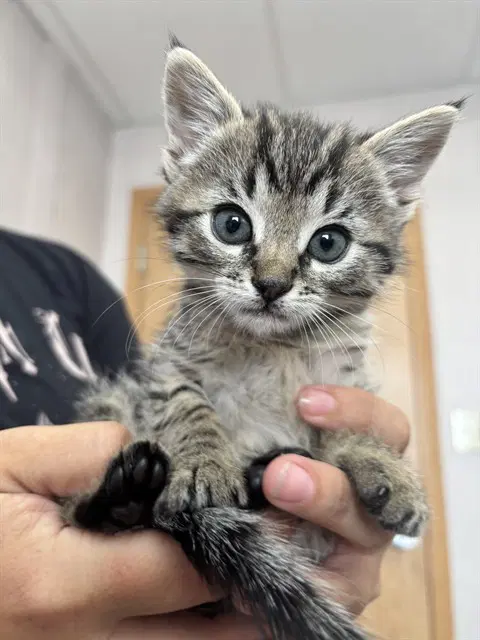 Daiquiri - Domestic Short Hair