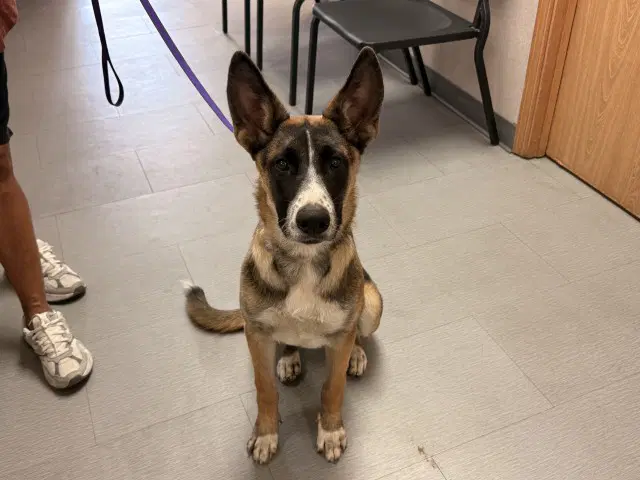 Azalea - German Shepherd Dog