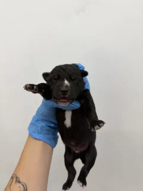 Bitsy - German Shepherd Dog