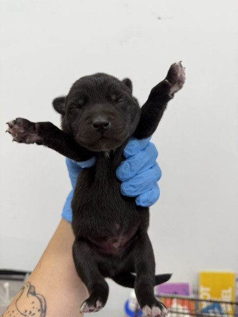TEENIE, a dog for adoption from San Bernardino City Animal Control