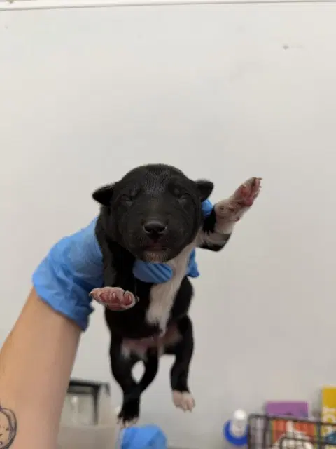 Rhymes - German Shepherd Dog