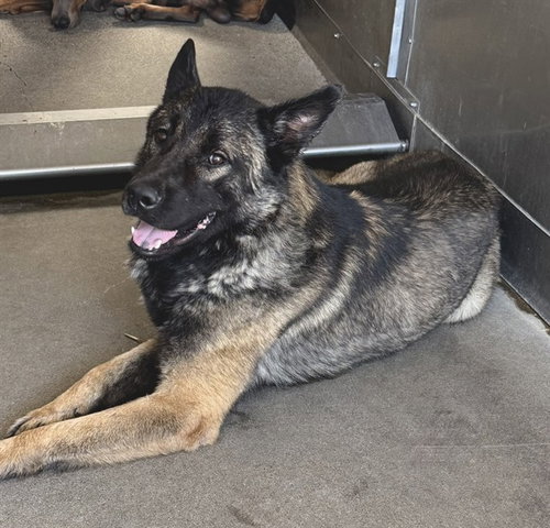 DANI BOY, a dog for adoption from San Bernardino City Animal Control