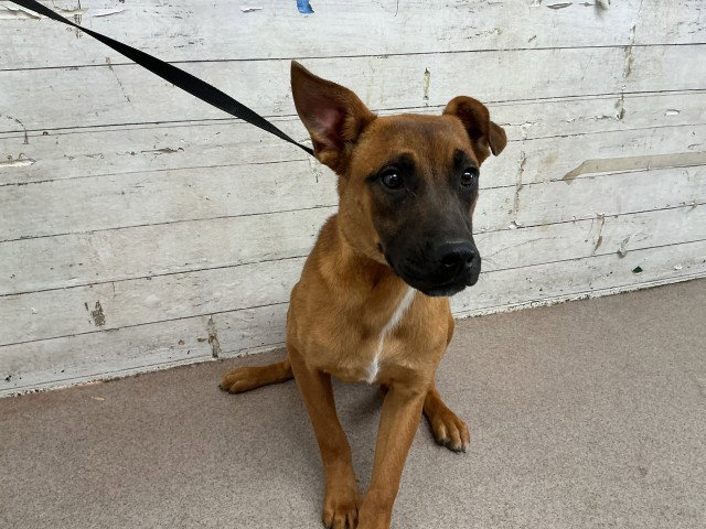 ATHENA
