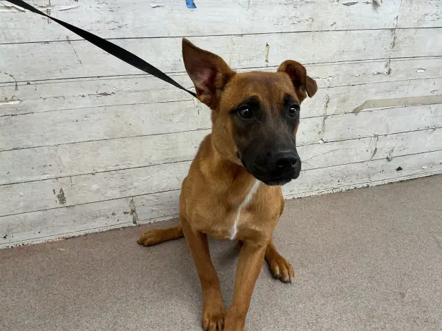 Athena - German Shepherd Dog