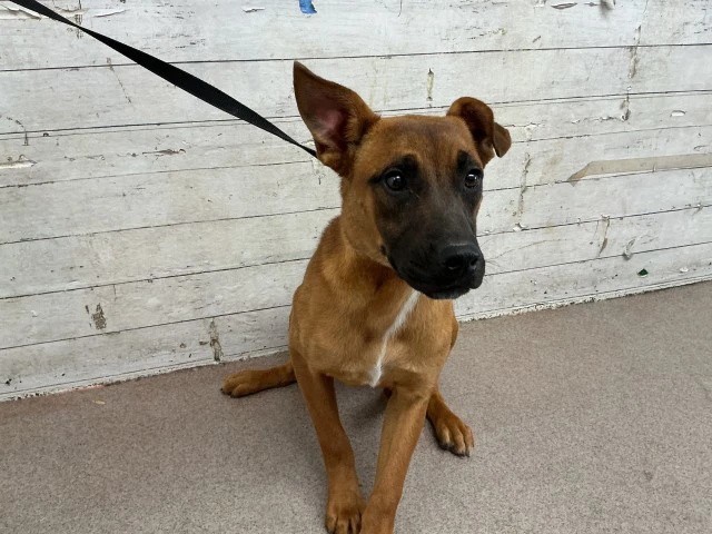 Athena