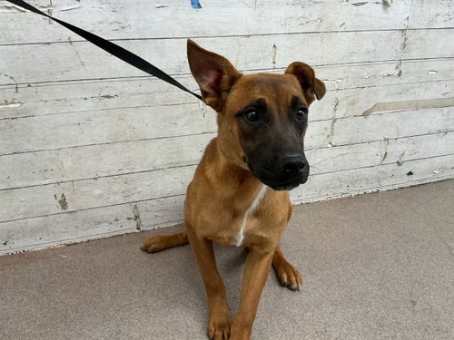 ATHENA, a dog for adoption from San Bernardino City Animal Control
