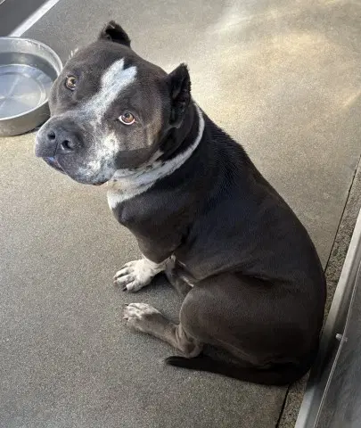 Lola - Pit Bull Terrier