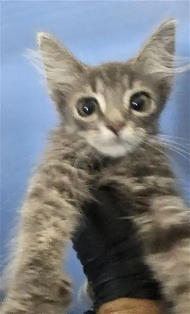 Niko - Domestic Long Hair
