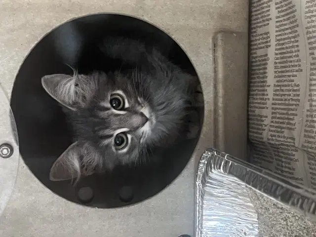 Niko image 2
