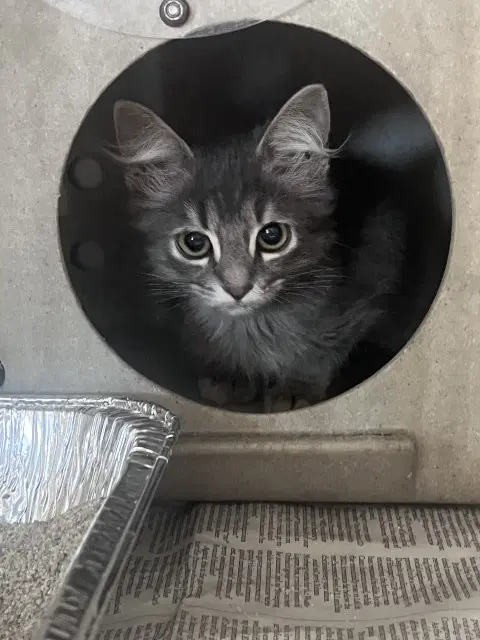 Niko - Domestic Long Hair