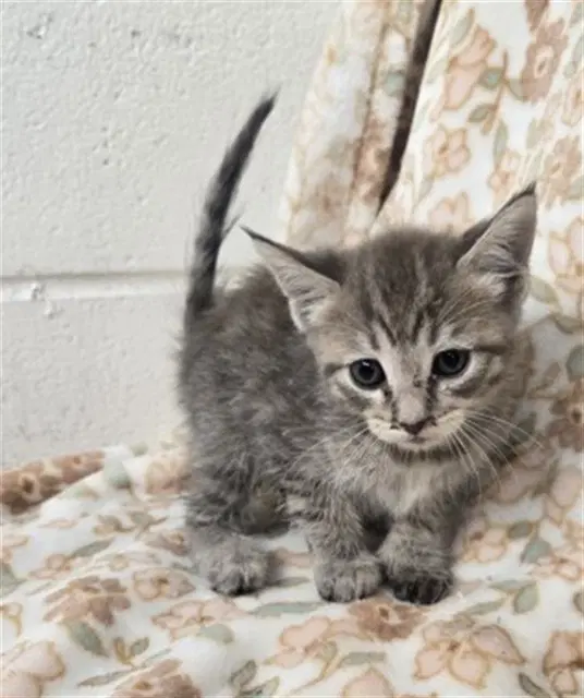 Elise - Domestic Short Hair