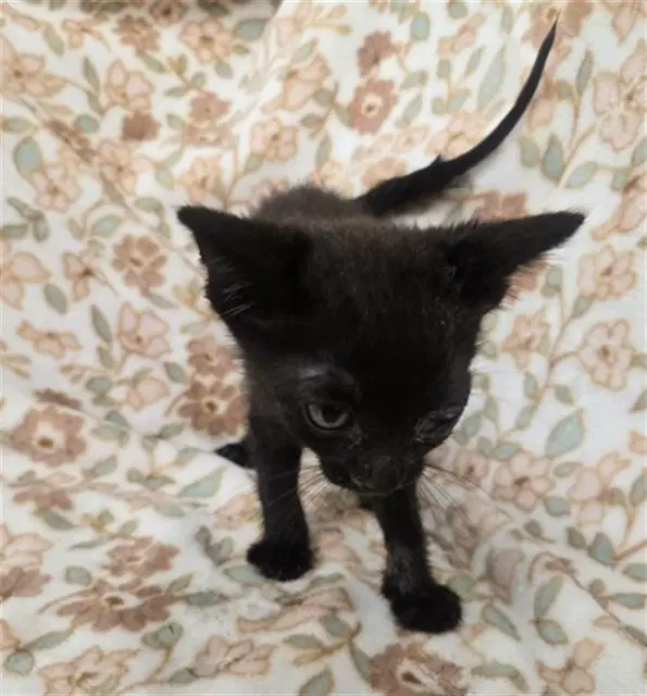 Emery - Domestic Short Hair