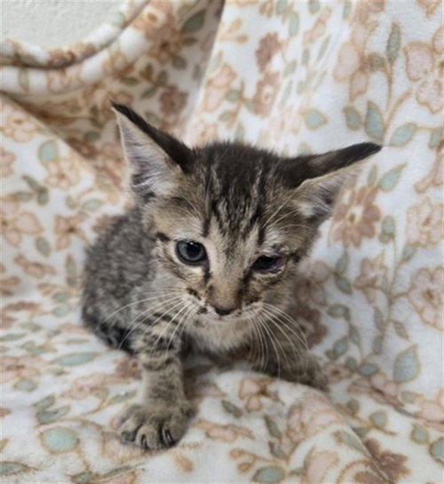 picture of the cat needing adoption