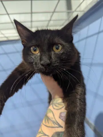 Midnight - Domestic Short Hair